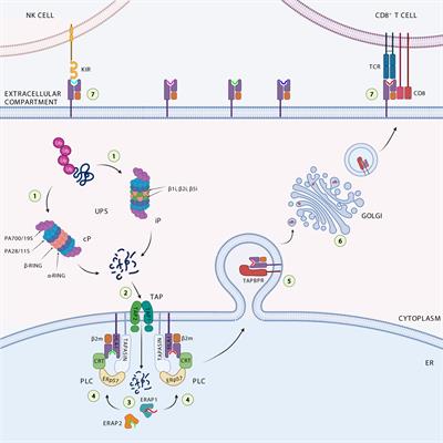 Targeting the antigen processing and presentation pathway to overcome resistance to immune checkpoint therapy